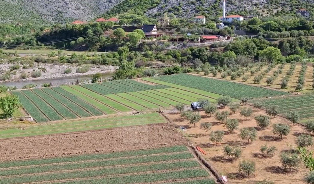Sezon i mbarë për bujqësinë në Shkodër, eksperti: Rritet prodhimi dhe përmirësohet planifikimi i fermerëve