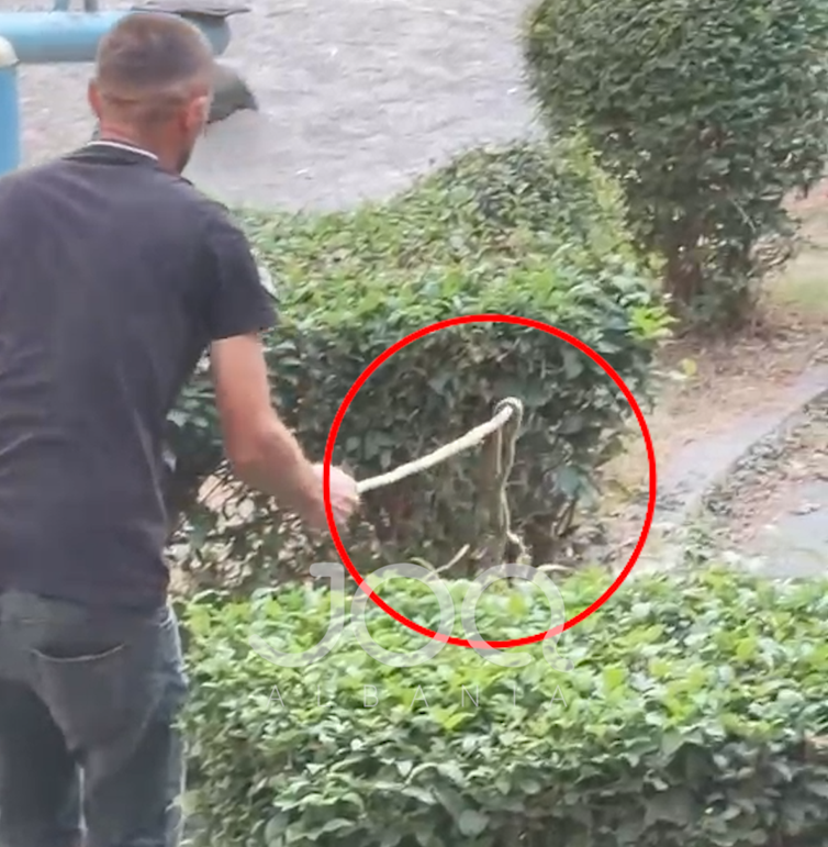 “Gjarpër në këndin e lojërave të Pediatrisë, qytetari detyrohet ta largojë me shkop”