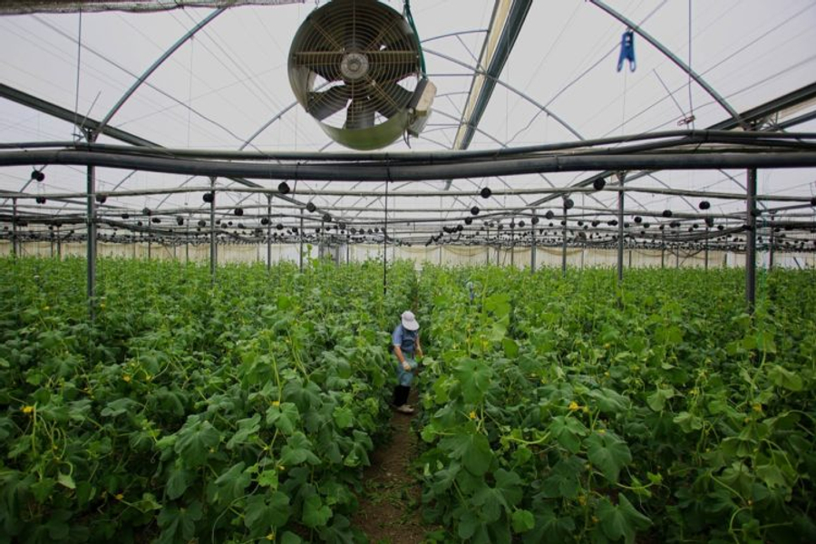 Kriza e thellë/ Punësimi në rënie, bujqësia dhe industria humbin mijëra vende pune