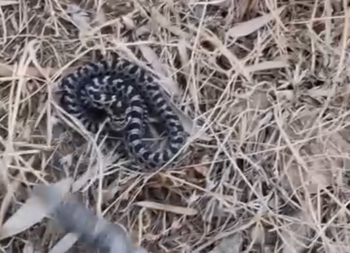 I shpejtë dhe i zi, çfarë lloji mund të jetë ky gjarpër në Krujë?