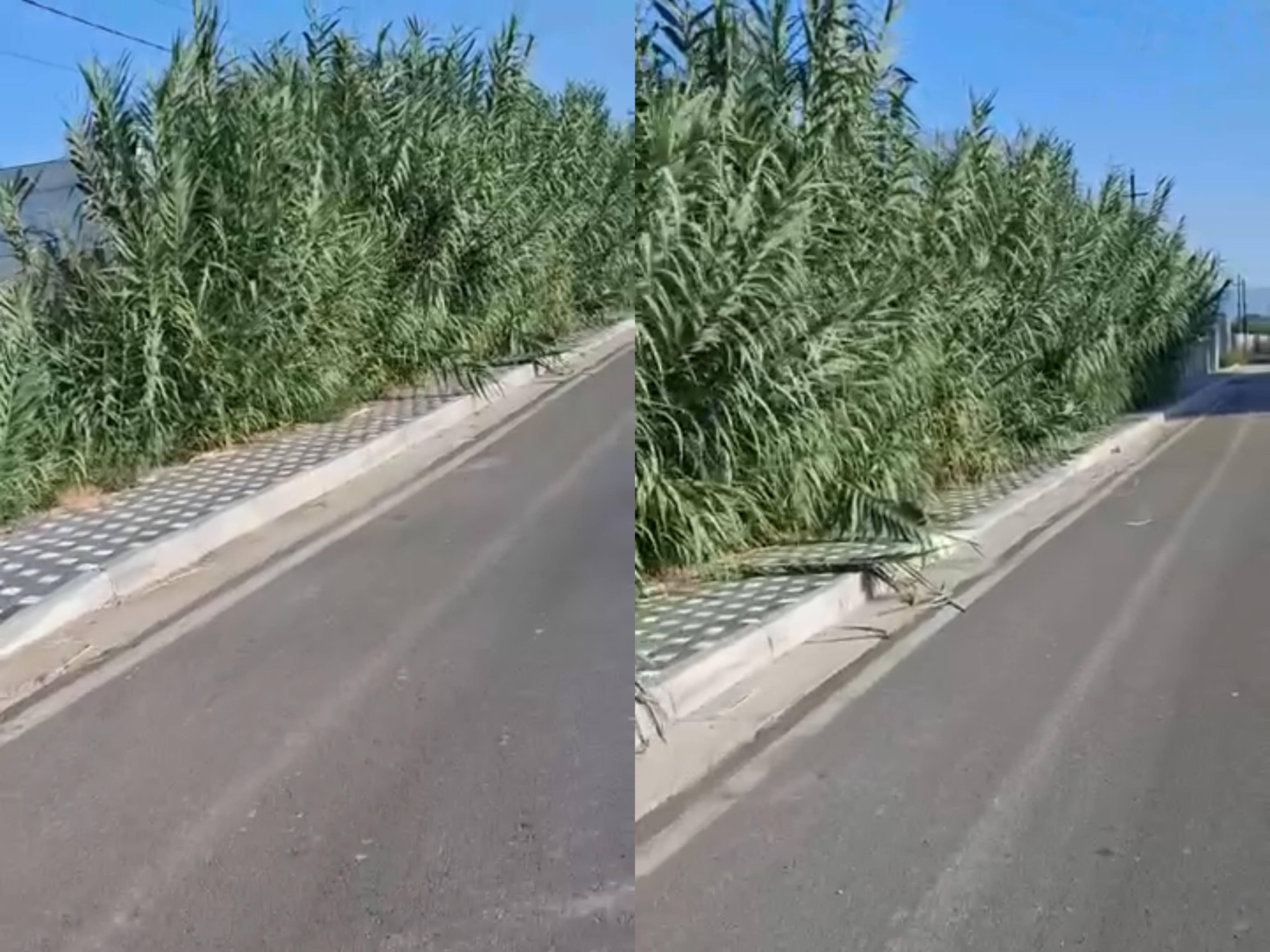 Trotuari në Laknas bllokohet nga kallamishtet, fëmijët detyrohen të ecin në rrugë