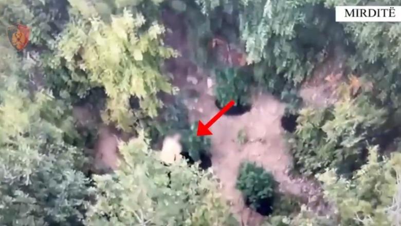 U kap nga droni teksa kujdesej për parcelën e drogës, arrestohet 37-vjeçari në Mirditë