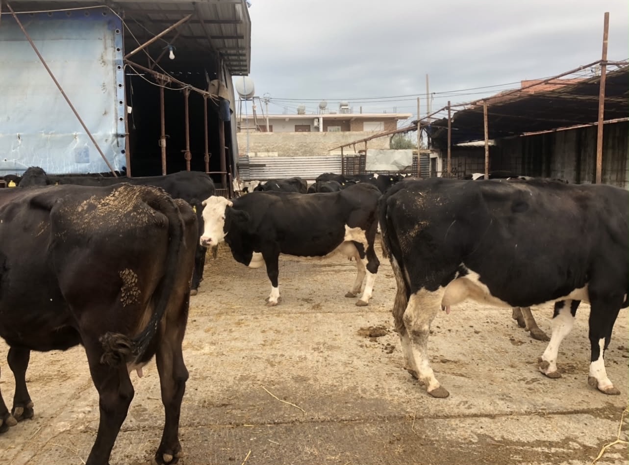 Stalla me 50 lopë pranë banesave në Spitallë, banorët: Na mbyti era e plehut çdo ditë