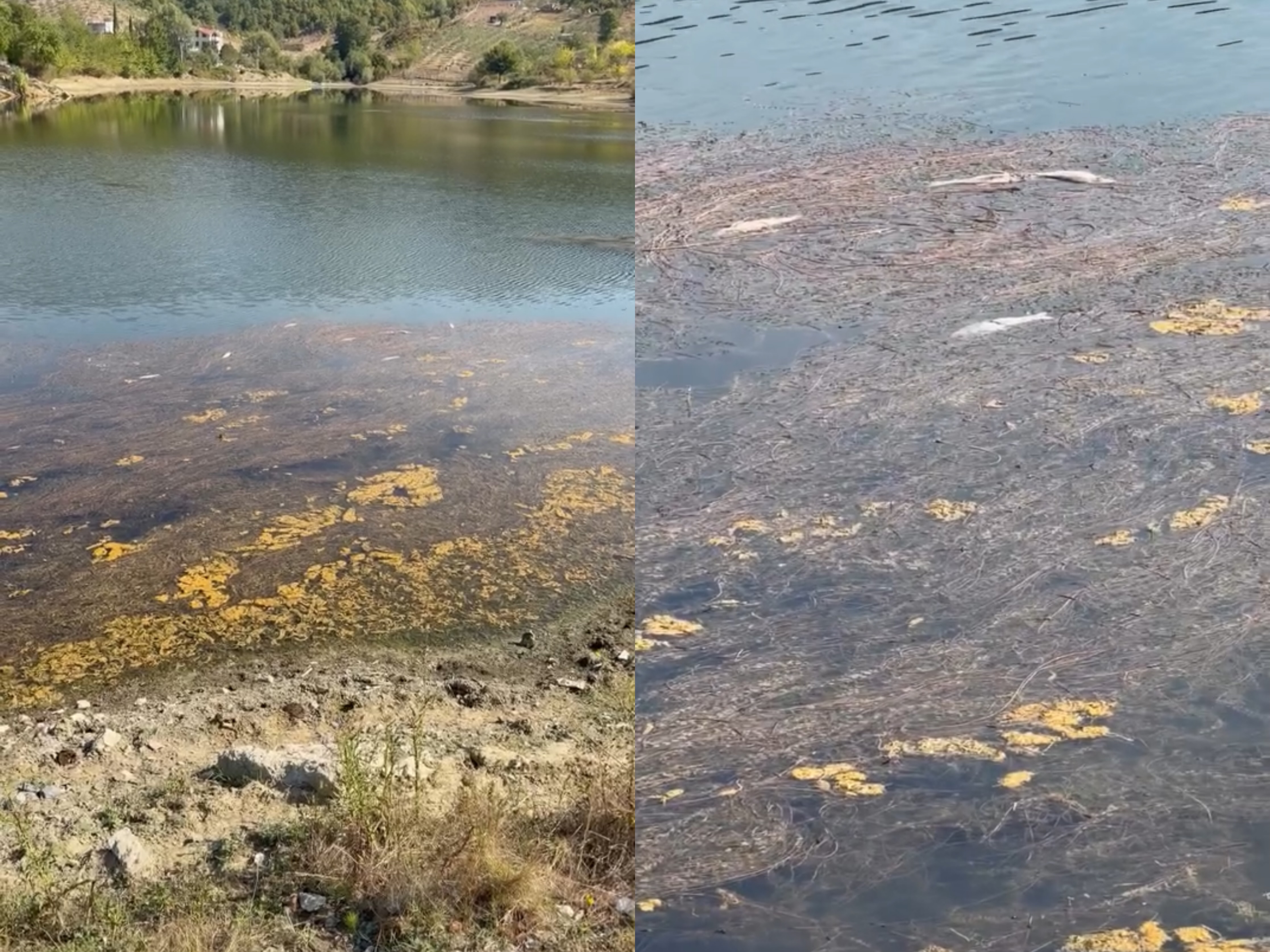 Masakër mjedisore në liqenin e Kombinatit, dhjetëra peshq të ngordhur dalin në sipërfaqe