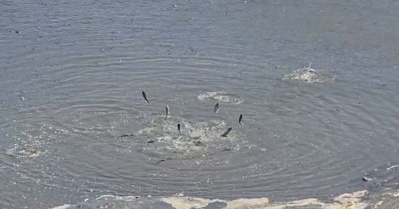 Thahet rezervuari në Lushnjë, tonelata me peshq ngecin në baltë dhe cekëtinë