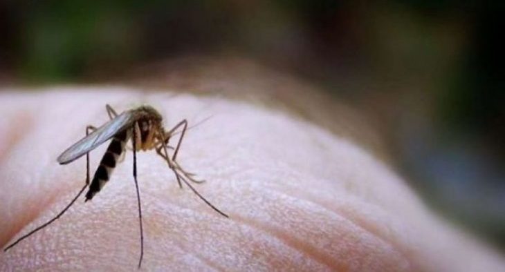 E rëndë/ Virusi i Nilit Perëndimor u mori jetën 31 personave