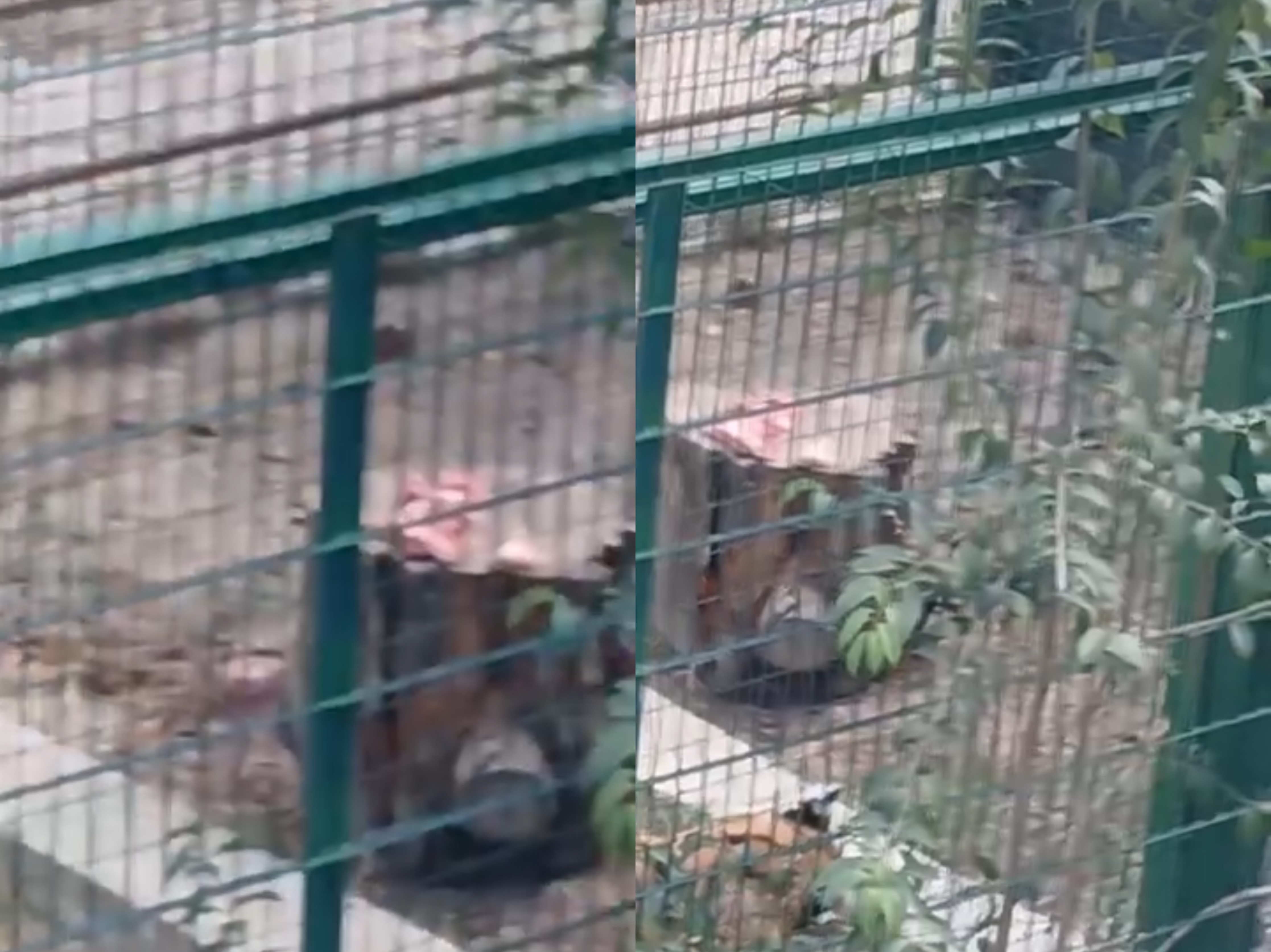 Mjerimi në Kopshtin Zoologjik të Tiranës, minjtë i marrin ushqimin tigrit