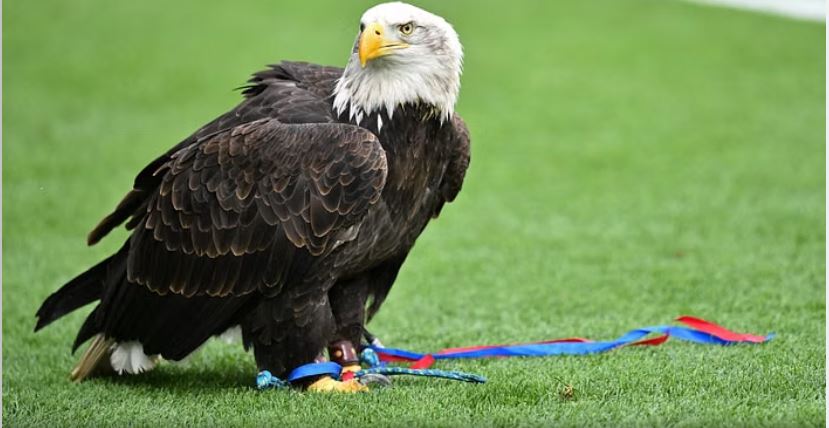Crystal Palace, animalistët kërkojnë ndalimin e fluturimit të shqiponjës në stadium