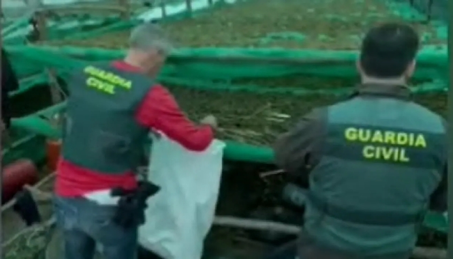 Kishin ngritur një mega-plantacion droge, arrestohen katër shqiptarë në Spanjë