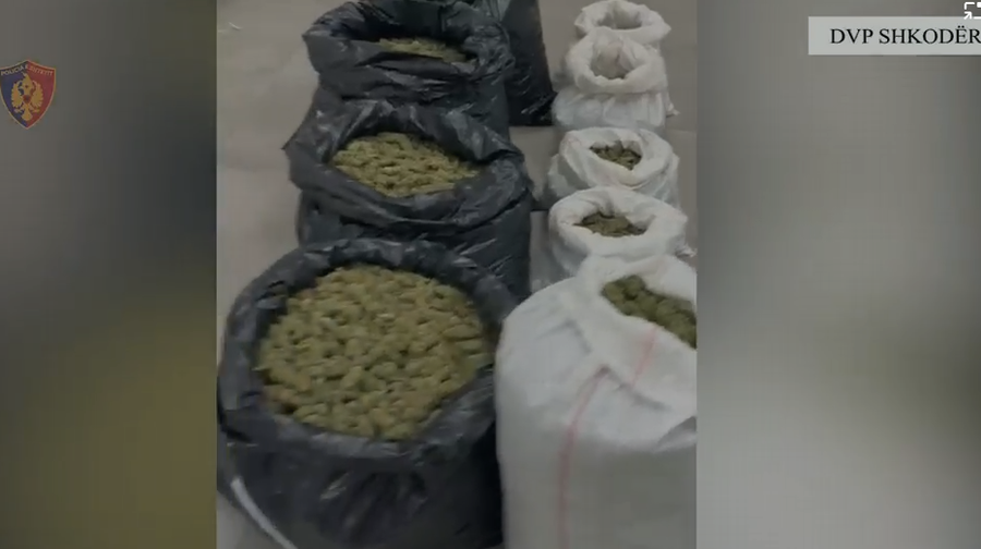 Shkodër/ Zbulohet baza e fshehtë e kanabisit në Koman, sekuestrohen mbi 56.7 kg drogë